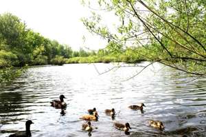 Frei lieferbar! Das Wasser plätschert vor der Tür - Enten - für Eigennutzer oder Kapitalanleger!