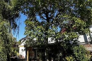 OASE der Ruhe -helles möbliertes Zimmer in Einfamilienhaus  – Liviusstraße 10, 12109 Mariendorf, Berlin – Vorschaubild 8