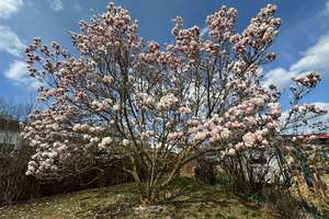 *Provisionsfrei* Charmantes Zweifamilienhaus mit Einliegerwohnung & großzügigem Garten – Die vollständige Adresse der Immobilie erhältst du vom Anbieter., 55545 Bad Kreuznach – Vorschaubild 37