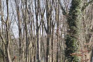Kranenbruch 14,  Kapitalanlage Haus, Hof und Wald  mit besonderem Flair! – Kranenbruch 14, 41366 Schwalmtal – Vorschaubild 47