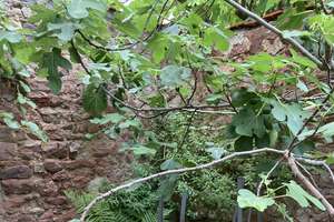 Denkmalgeschütztes Stadtjuwel mit kleinem Feigenbaumgarten  – Die vollständige Adresse der Immobilie erhältst du vom Anbieter., 69117 Altstadt, Heidelberg – Vorschaubild 4