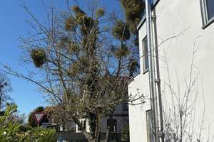 * Einfamilienhaus in bester Wohnlage - ID 6653 * – Die vollständige Adresse der Immobilie erhältst du vom Anbieter., 1277 Blasewitz (Stadtteil), Dresden – Vorschaubild 10