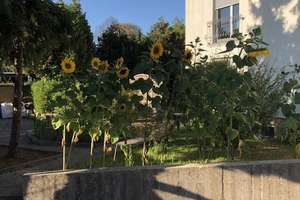 Traumhafte Gartenwohnung in Hannover-Mittelfeld