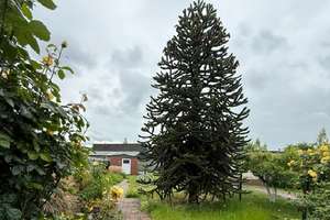 Garten, Garage, Kfz.-Stellplätze. Grenzenloser Wohn-Genuss  auf ca 178 m² Wohnfl.  (9 1/2-Räume) – Die vollständige Adresse der Immobilie erhältst du vom Anbieter., 59067 Mitte, Hamm – Vorschaubild 3