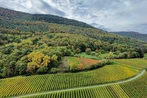 Charmantes und großzügiges Einfamilienhaus mit wunderschönem Blick über die Weinberge in Weyher – Südliche Weinstraße (Kreis) – Vorschaubild 15