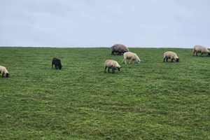 NORDSEE Gepflegtes Einfamilienhaus direkt hinterm Deich – Dithmarschen (Kreis) – Vorschaubild 8