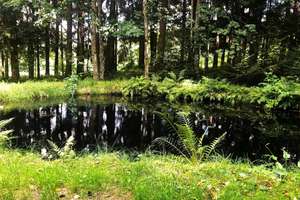 Rarität Nähe Freyung - Ferienhütte mit Bienenhaus und  Fischweiher - totale Alleinlage!!! – Die vollständige Adresse der Immobilie erhältst du vom Anbieter., 94078 Freyung – Vorschaubild 5