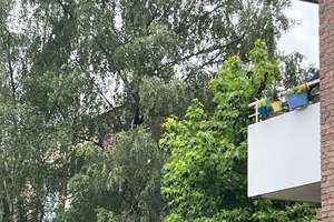 Rheinnahe 4-Zimmer-Wohnung in Düsseldorf Heerdt - Nachmieter zum 1.08.26 gesucht – Wetzelgasse 6, 40549 Heerdt, Düsseldorf – Vorschaubild 5