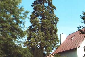 Außergewöhnliches Wohnhaus in ehemaliger Mühle mit Pool, großem Garten und Bachlauf – provisionsfrei – Die vollständige Adresse der Immobilie erhältst du vom Anbieter., 67229 Großkarlbach – Vorschaubild 53