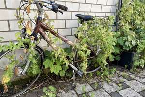 WENIGE SCHRITTE VON DER RHEINPROMENADE ENTFERNT - HAUS FÜR BIS ZU 3 PARTEIEN MIT GROßEM GARTEN – Die vollständige Adresse der Immobilie erhältst du vom Anbieter., 53225 Beuel-Mitte, Bonn – Vorschaubild 28