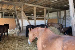 Reitanlage mit 60er Halle auf 5 ha zu verkaufen – Die vollständige Adresse der Immobilie erhältst du vom Anbieter., 59065 Mitte, Hamm – Vorschaubild 12