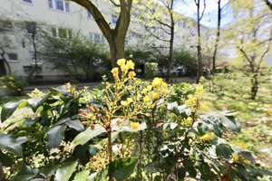 HELLE WOHNUNG MIT LOGGIA & BLICK INS GRÜNE - GUTER SCHNITT - SUPER INFRASTRUKTUR – Quäkerstr. 8 tt, 13403 Reinickendorf (Ortsteil), Berlin – Vorschaubild 23
