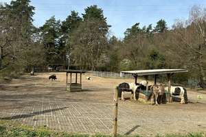 Reitanlage mit Stall und schönen Landhaus in St. Ingbert-Hassel zu verkaufen. – Die vollständige Adresse der Immobilie erhältst du vom Anbieter., 66386 Sankt Ingbert – Vorschaubild 16