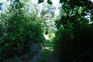 Traumhaftes Grundstück mit Bauernhaus, ca. 7 ha Wald, Teich und Nebengebäude – Parchim (Kreis) – Vorschaubild 26