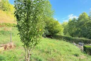 Naturnah und beschaulich Wohnen im romantischen Rheingauer Mühlenanwesen – 65399 Kiedrich – Vorschaubild 28