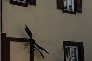 Dragonfly – Enzkreis – Vorschaubild 4