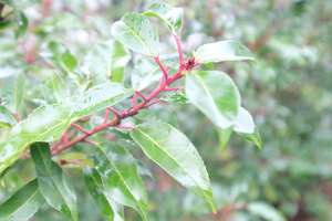 Property thumbnail 16