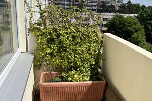 2-Zimmer-Wohnung mit Balkon – Westendstraße 231, 80686 Land in Sonne, München – Vorschaubild 14