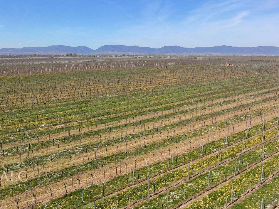 Weinberge