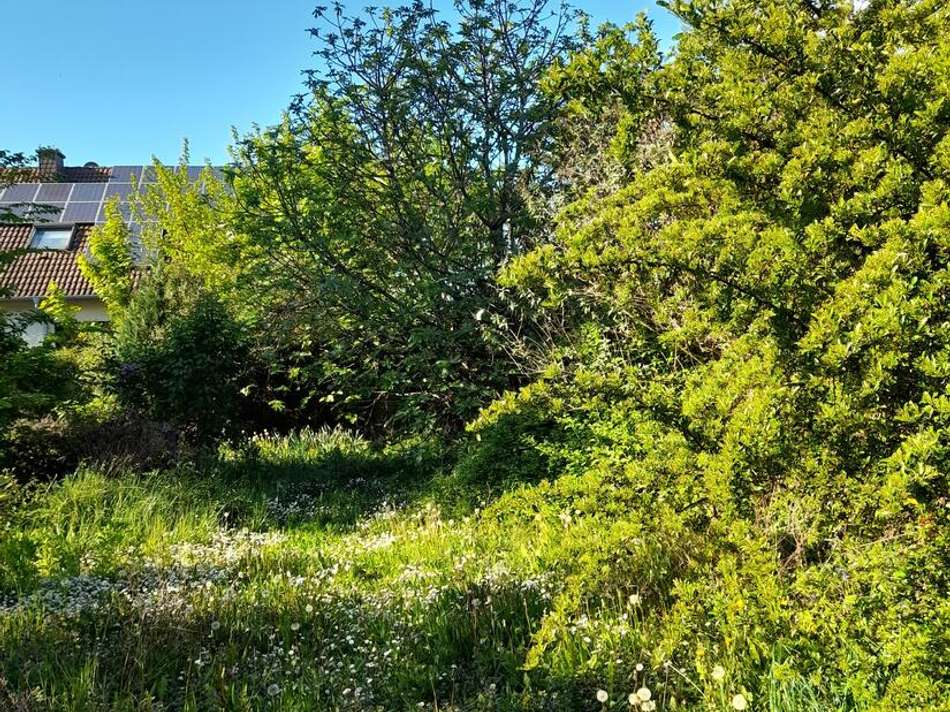 Garten im Dornröschenschlaf
