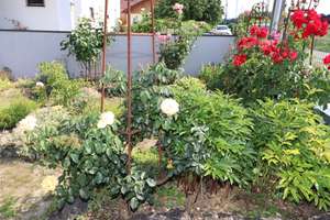 Einfamilienhaus mit Einliegerwohnung und Anbau mit großem Garten Ingolstadt-Ringsee – Die vollständige Adresse der Immobilie erhältst du vom Anbieter., 85053 Südost, Ingolstadt – Vorschaubild 5