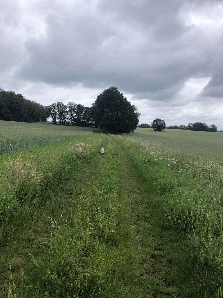 Immobilie in Putlitz - Anwesen in Alleinlage, 18,6 ha arrondiert - Bild 3