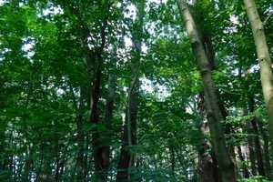 Traumhaftes Grundstück mit Bauernhaus, ca. 7 ha Wald, Teich und Nebengebäude – Parchim (Kreis) – Vorschaubild 22