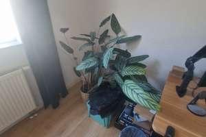 ***1 Zimmer in einer 3-WG ab 1.Okt, Miete 591€ inkl. Strom und Internet**nur RWTH und FH Studenten** – Roermonder Str. 101, 52072 Ponttor, Aachen – Vorschaubild 11