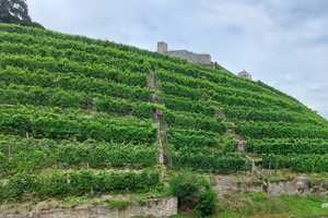 Charmante Doppelhaushälfte mit traumhaftem Weinbergblick – Ludwigsburg (Kreis) – Vorschaubild 1