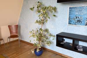 Property thumbnail 17