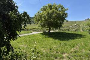 Natur pur - Großes EFH am Ortsrand - Nähe Trier und Luxemburg – Beim Weinskreuz 1, 54340 Leiwen – Vorschaubild 12