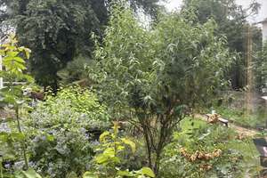 Großes helles WG Zimmer in Poppelsdorf mit Gartenblick EG – Reuterstraße 36, 53115 Poppelsdorf, Bonn – Vorschaubild 3
