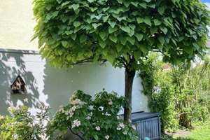 Charmantes, frisch renoviertes   4-Zimmer Eck-Haus in München-Obermenzing – Rathochstraße 9, 81247 Obermenzing, München – Vorschaubild 6