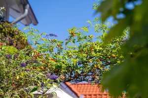 Stadthaus aus Gründerzeit, stilvoll renoviert und saniert, zentrale Lage, mediterrane Südterrasse – Emsland (Kreis) – Vorschaubild 10