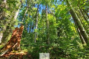 Einzigartiges Naturjuwel in den Allgäuer Alpen – anerkannte Alpe mit Wald- und Weideflächen – Die vollständige Adresse der Immobilie erhältst du vom Anbieter., 87538 Balderschwang – Vorschaubild 37