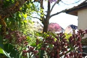 Charmante Doppelhaushälfte mit üppigem Garten und Garage – Rhein-Neckar-Kreis – Vorschaubild 2