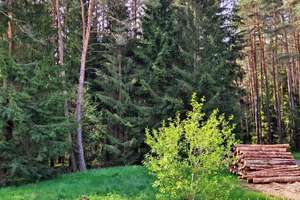 Natur pur&Renditechance:Gepflegtes EFH mit Einliegerwohnung  am Waldrand – Provisionsfrei!  – Die vollständige Adresse der Immobilie erhältst du vom Anbieter., 92729 Weiherhammer – Vorschaubild 8