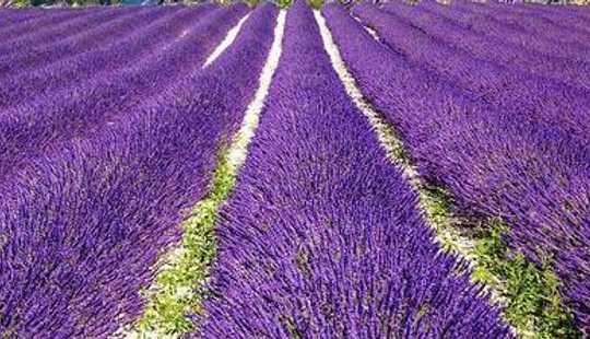 Bild von Parkartiges Grundstück zwischen "Runde Kirche" und Wilhelminenhof