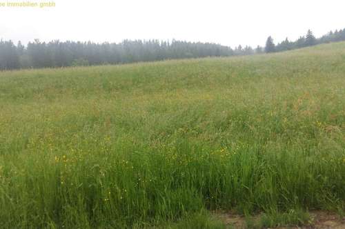 Landwirtschaft & Forstwirtschaft in Österreich - immodirekt.at