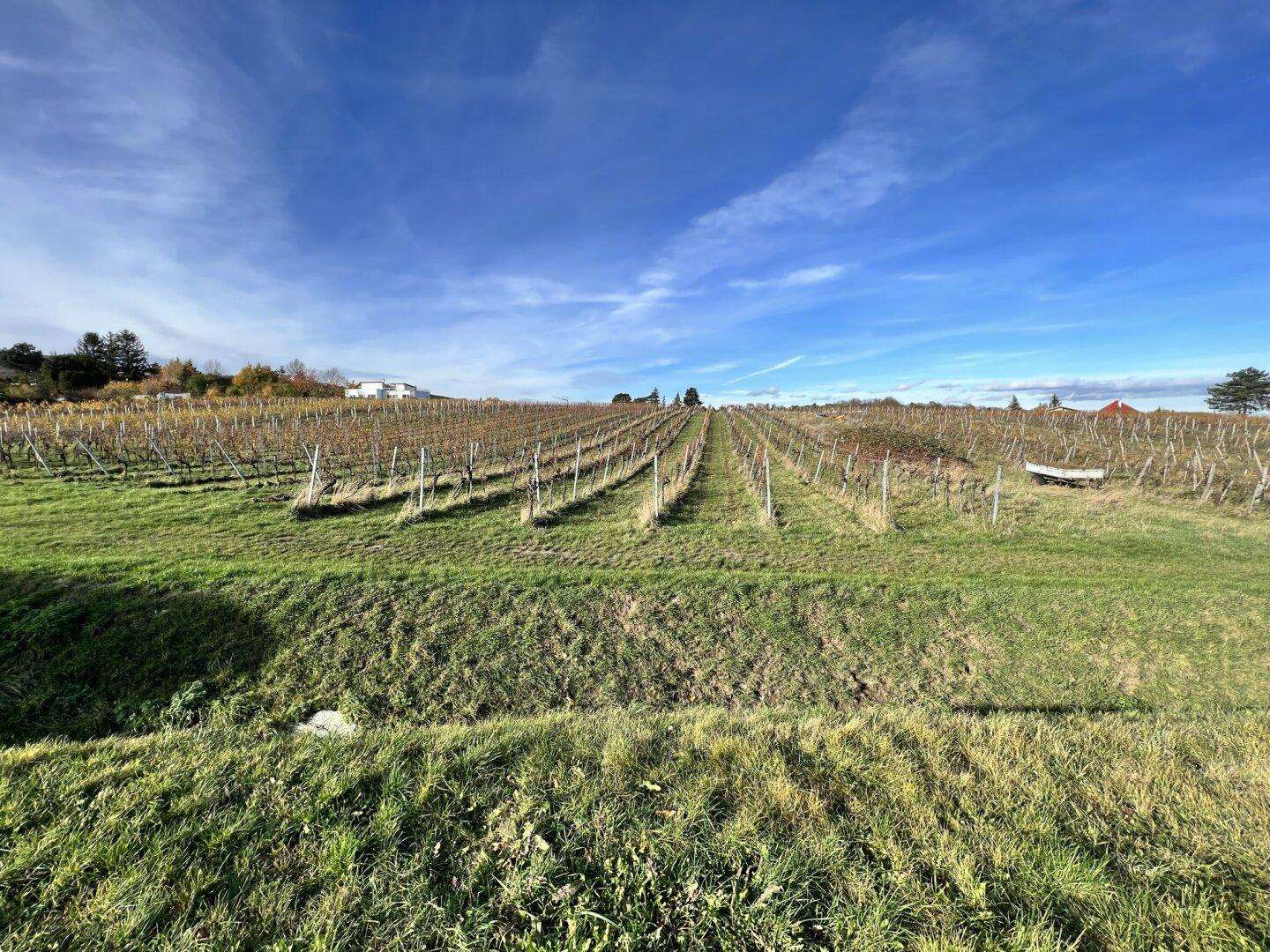 Verlassenschaft zum Top-Preis (!) Charmante Villa im Dornröschenschlaf mit Weinberg- und Wienblick (!)