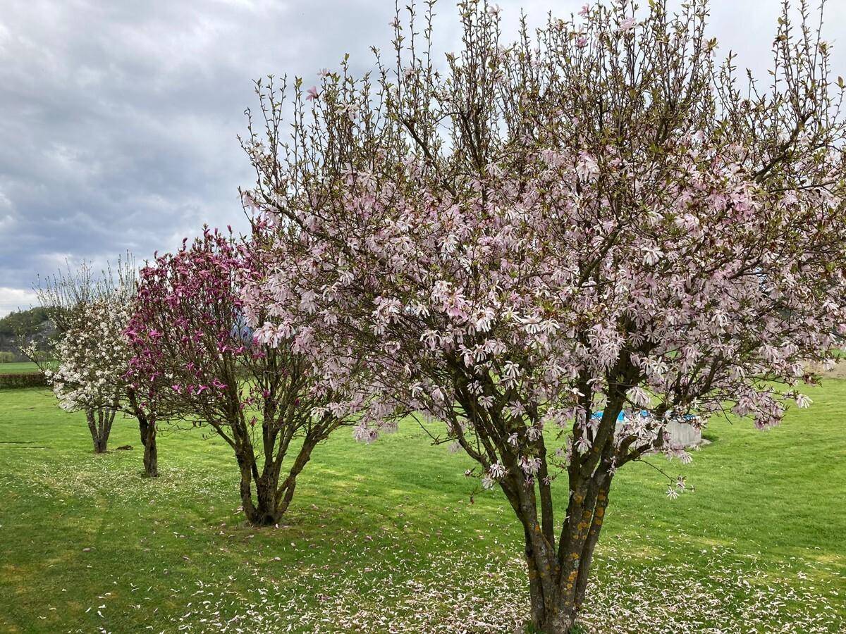 Gartenansicht