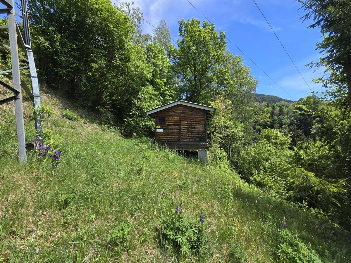 Kleine Holzhütte auf einem grünen Hang, umgeben von üppiger Vegetation und hohen Bäumen.