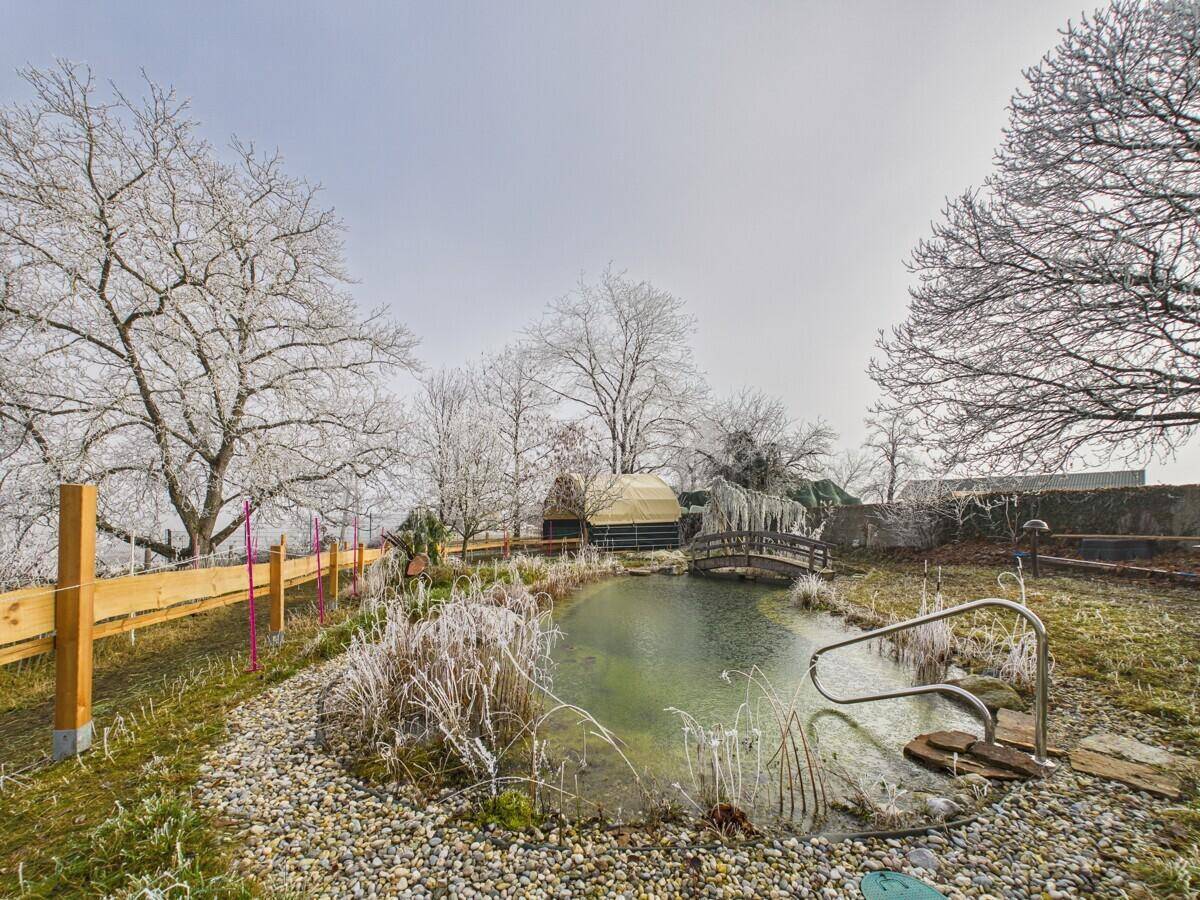 Naturnaher Gartenteich mit Holzbrücke und Einstieg, umgeben von frostiger Wintervegetation.