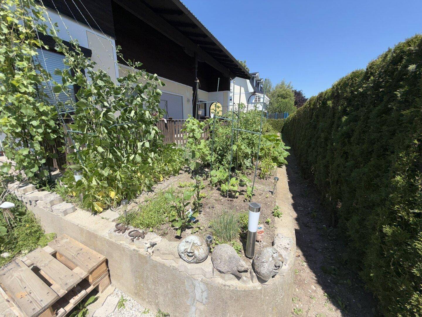 Nutzgarten mit Hochbeeten und verschiedenen Pflanzen, umgeben von einer hohen Hecke.