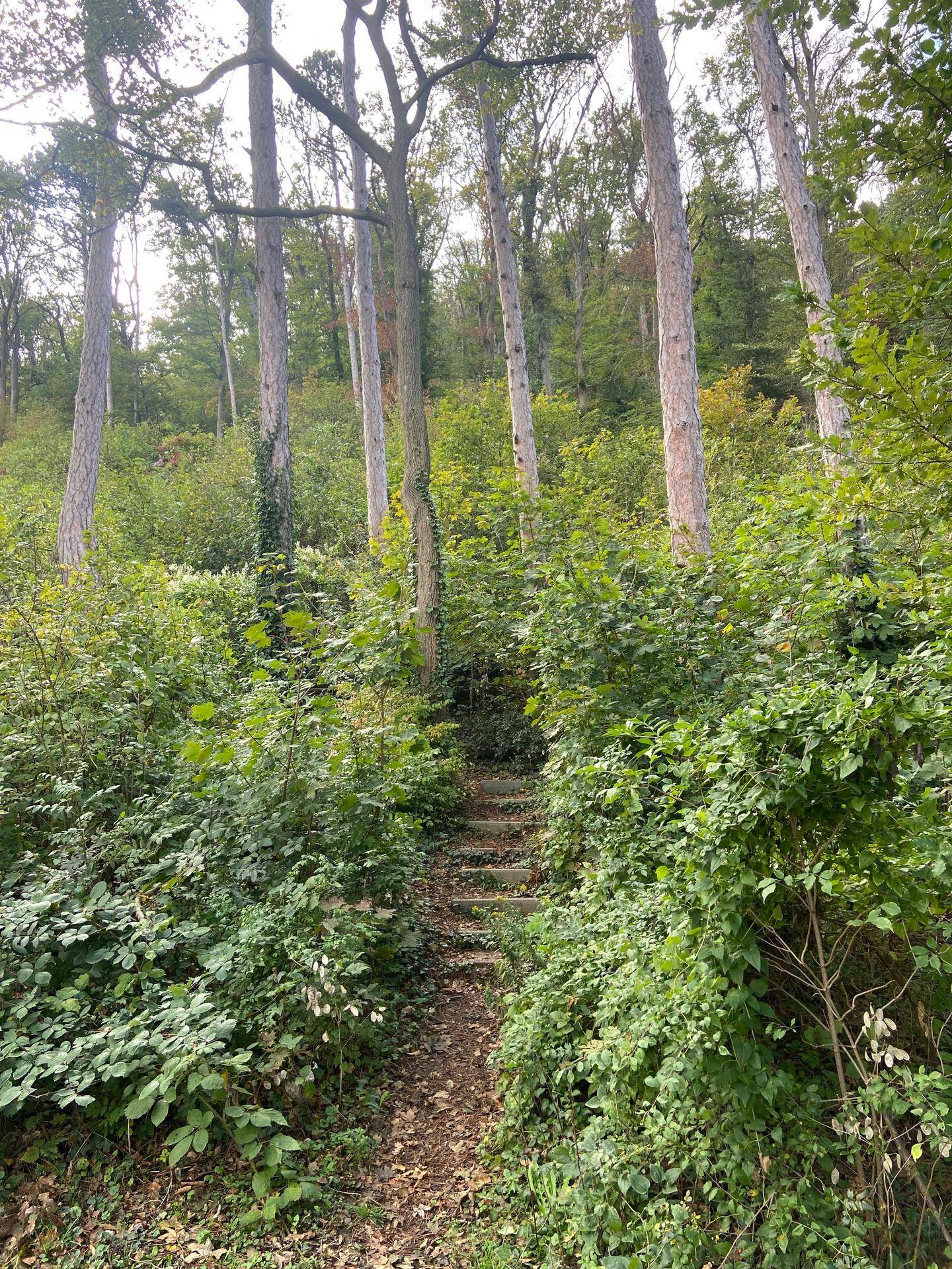 Naturbelassener Waldweg mit Treppenstufen, umgeben von dichtem Grün und hohen Bäumen.