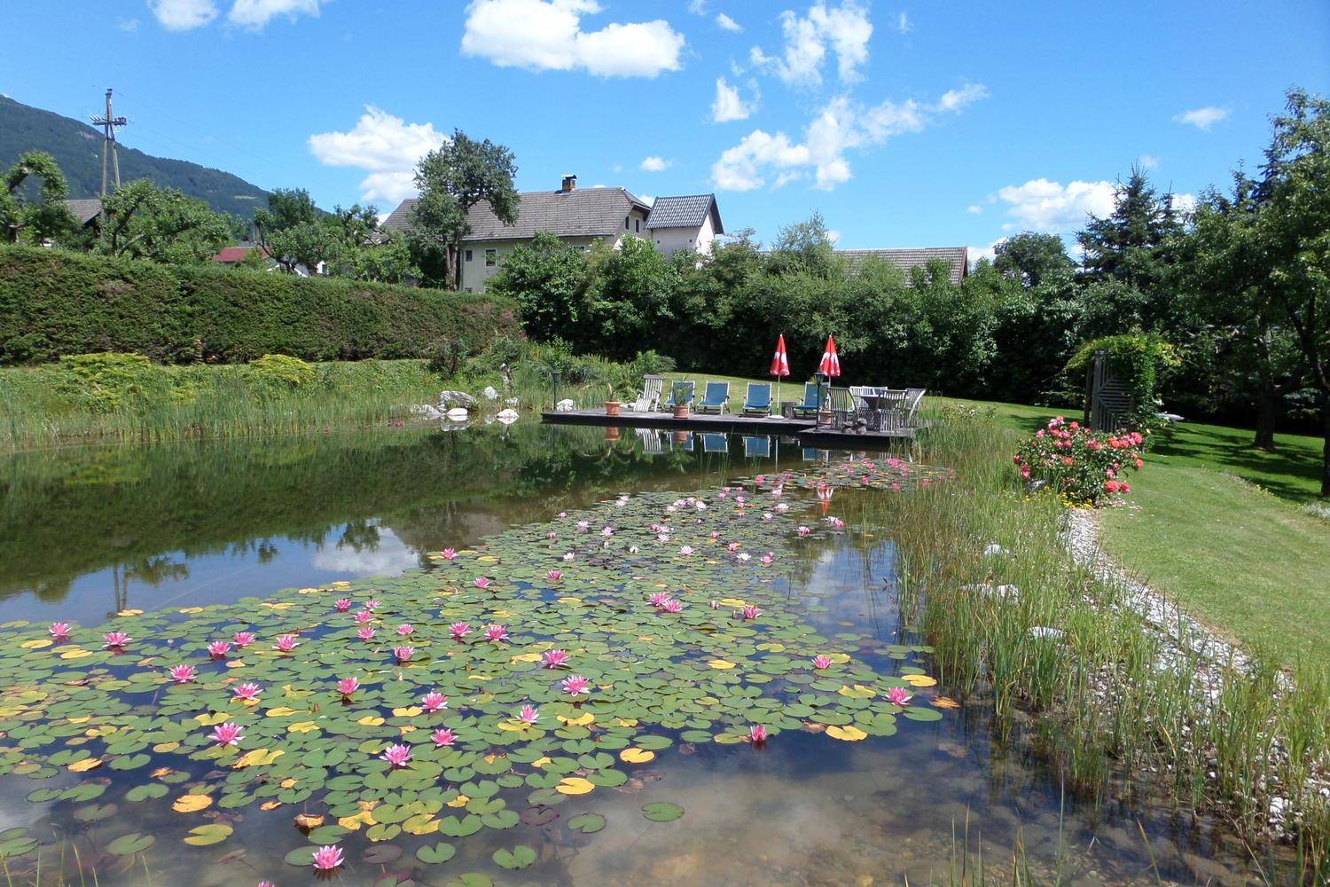 Natürlicher Teich mit Seerosen und einer Holzterrasse mit Liegestühlen in einem weitläufigen Garten.