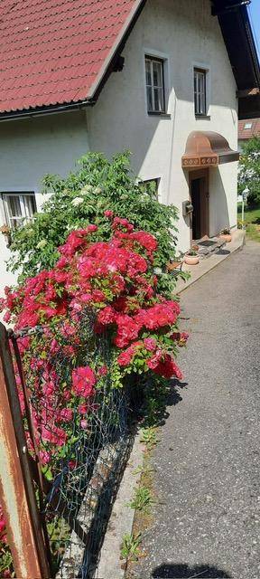 Seitenansicht eines Hauses mit üppigen roten Rosenbüschen entlang eines schmalen Weges.