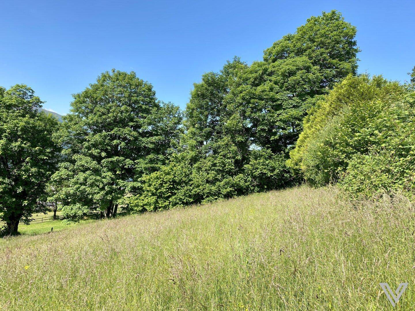 Weitläufige Wiese mit hohem Gras und alten Bäumen unter strahlend blauem Himmel.
