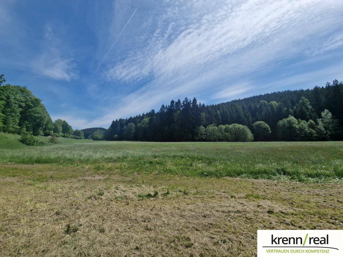 Weite grüne Wiesenlandschaft mit dichtem Wald im Hintergrund unter einem blauen Himmel.