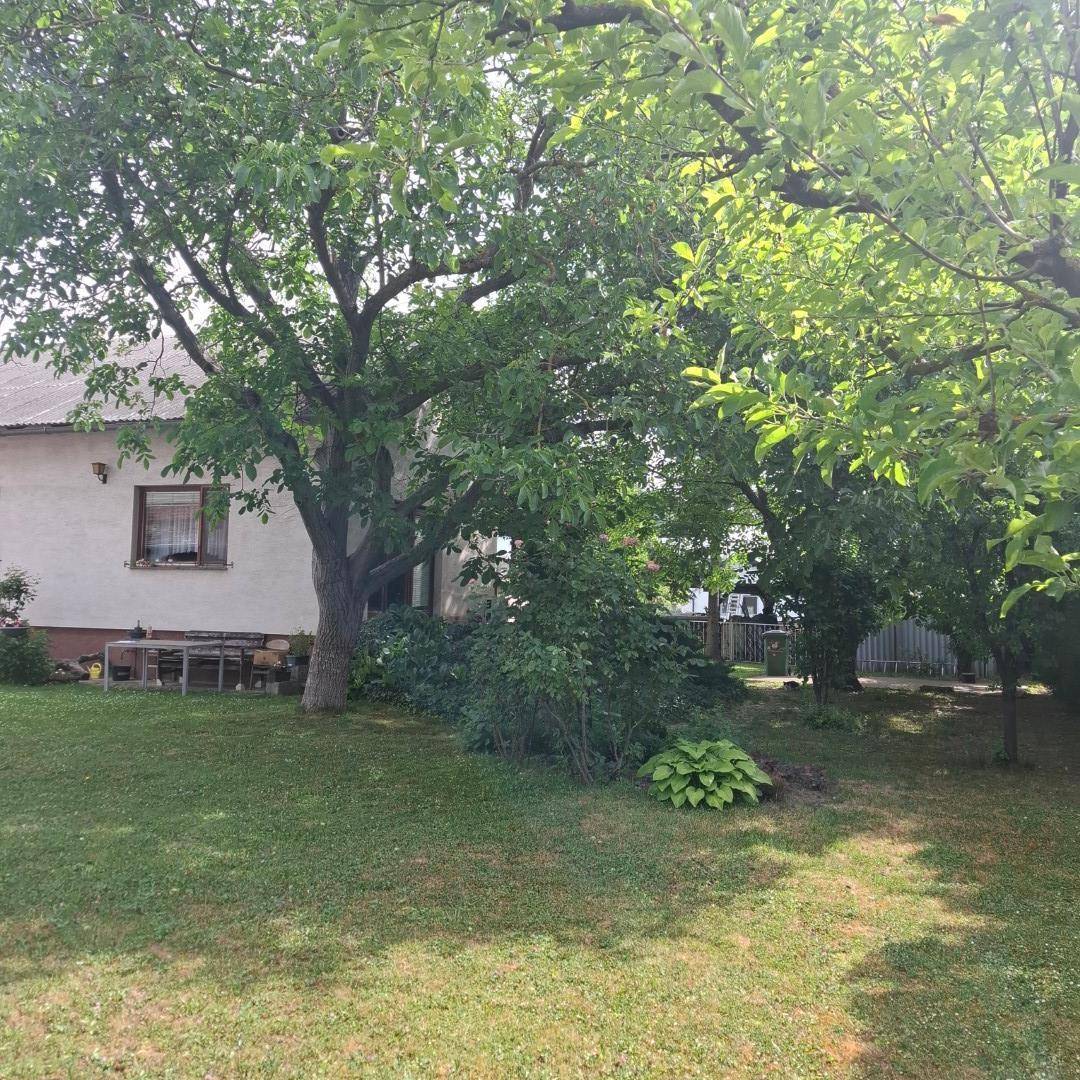Schattiger Gartenbereich mit einem großen Baum, der das Haus und die Rasenfläche bedeckt.